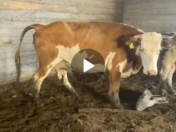 Kuh, Latvian Blue cattle