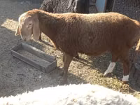 نعجة, Arashan sheep — الصورة 3
