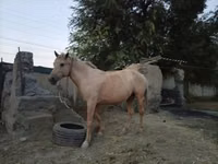 Stute, Palomino — Foto 6