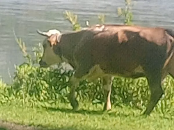 गाय, Simmental cattle — कज़ाखस्तान