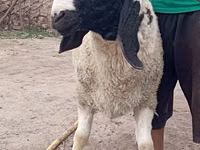 Carnero, Ovejas — foto 4