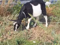 Ziege, Alpine goat — Foto 6