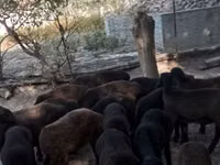 Schafe (Partie, Geschlecht nicht angegeben), Hissar sheep — Foto 6