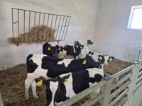 Toro, Russian Black pied cattle — foto 3