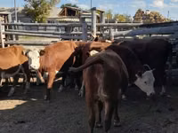 गाय, Latvian Blue cattle — फ़ोटो 3