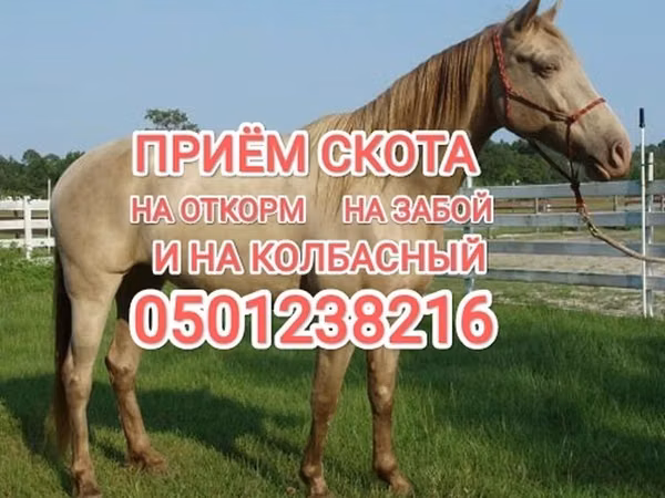 Конь, Лошади — Кыргызстан