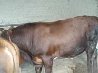 Bulle, Rinder — Foto 6