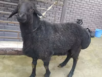 Carnero, Rhon sheep — foto 2