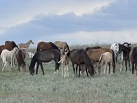 فرس, Horse breed — الصورة 1