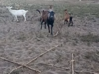Cabro, Nubian Goat — foto 3