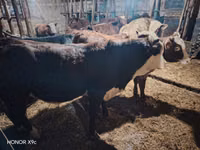 Toro, Vaca kazaja de cabeza blanca — foto 4