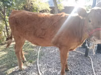 Kuh, Swiss cattle — Foto 6