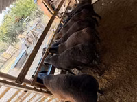 Qo‘ylar (partiya, jinsi ko‘rsatilmagan), Hissar sheep — 2-rasm