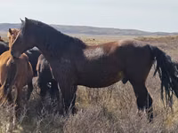 公马, Horses — 照片 1