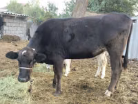 Kuh, Swiss cattle — Foto 3
