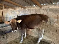 Vaca, Swiss cattle — foto 1