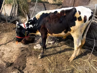 Bulle, Simmental cattle — Foto 3