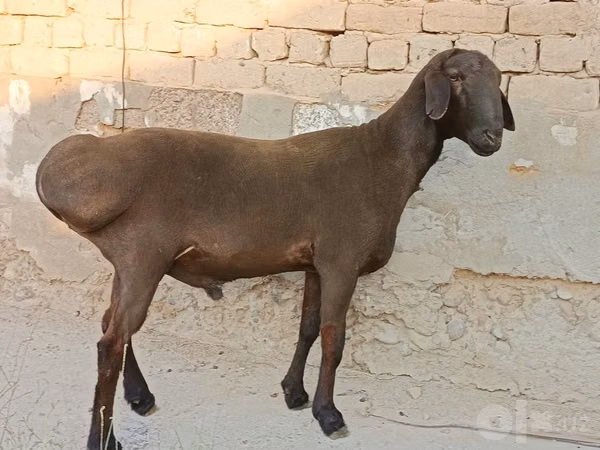 كبش, Hissar sheep — أوزبكستان