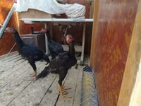 Chickens — फ़ोटो 2
