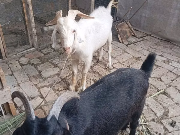 عنزة, Alpine goat