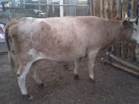 गाय, Simmental cattle — फ़ोटो 1