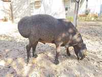 Widder, Hissar sheep — Foto 1