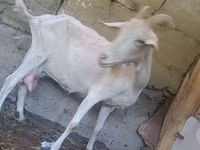 Cabra, Alpine goat — foto 1