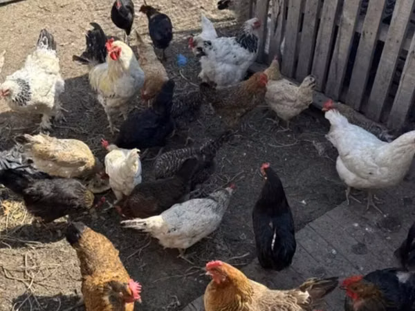 Chickens — Kirgisistan