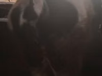Бұқа, Russian Black pied cattle — 5-сурет