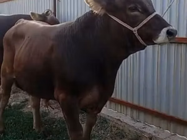 ثور, Swiss cattle