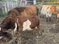 ثور, Simmental cattle — الصورة 6