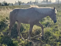Horse (M), Horses — photo 5