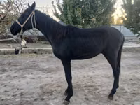母马, Kazakh horse — 照片 2