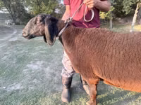 Schaf, Arashan sheep — Foto 1