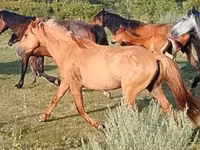 Caballo, North Swedish horse — foto 2