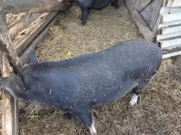 Шошқалар (топ, жынысы көрсетілмеген), 