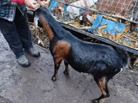 Ziegenbock, Nubian Goat — Foto 5