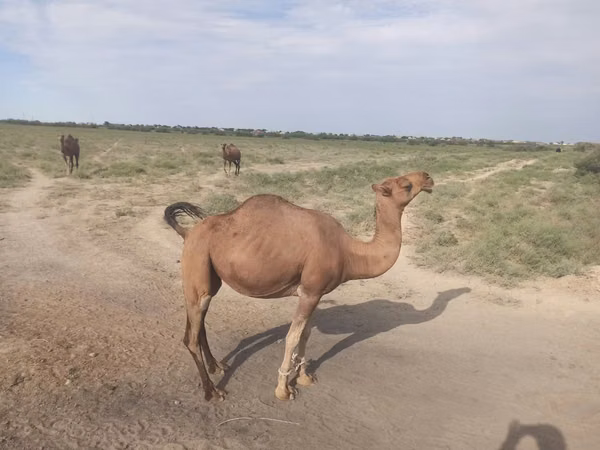 母骆驼, Kazakh Bactrian camel