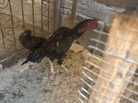 Chickens — Foto 2