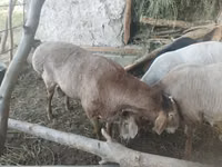 Қошқар, Arashan sheep — 2-сурет