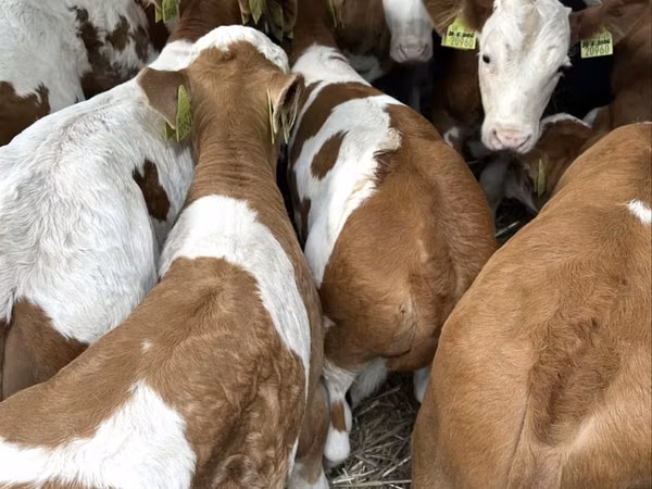 सांड, Simmental cattle