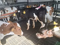 Toro, Simmental cattle — foto 3
