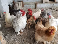 Chickens — Foto 1