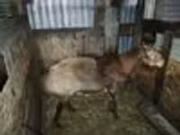Қошқар, Hissar sheep — 5-сурет