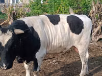 公牛, Holstein breed — 照片 3
