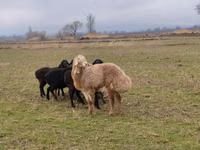 मेढ़ा, Arashan sheep — फ़ोटो 4