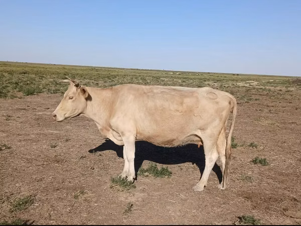 गाय, Latvian Blue cattle — कज़ाखस्तान
