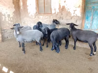 Schaf, Romanov sheep — Foto 4