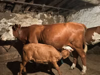 بقرة, Latvian Blue cattle — الصورة 5