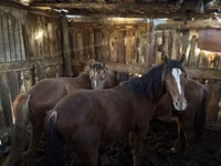 Жылқылар (топ, жынысы көрсетілмеген), Horse breed — 1-сурет